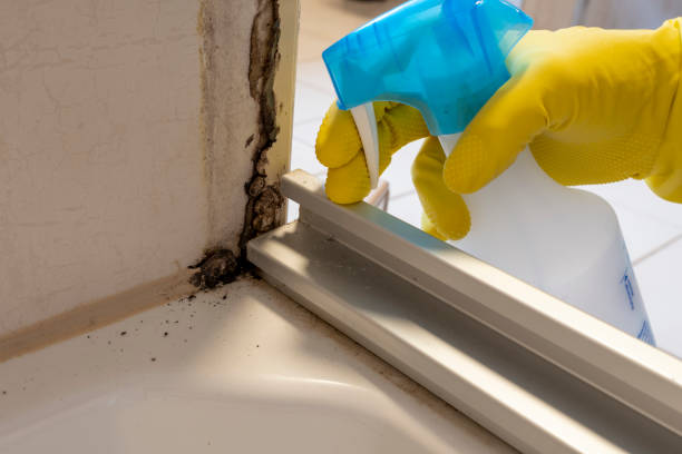 Best Post-Flood Mold Remediation in Waggaman, LA