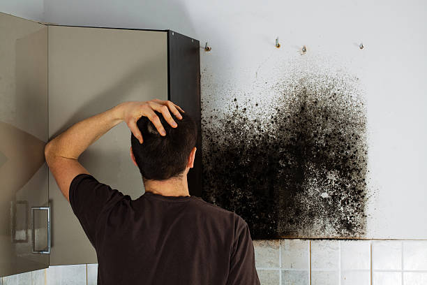 Best Attic Mold Remediation in Waggaman, LA